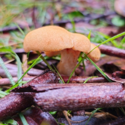 Cuphophyllus austropratensis (Australian Meadow Waxcap) at QPRC LGA - 14 Jan 2024 by Csteele4