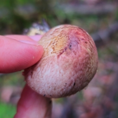 Agaricus sp. (Agaricus) at Kindervale, NSW - 14 Jan 2024 by Csteele4