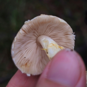 Agaricus sp. at QPRC LGA - 14 Jan 2024