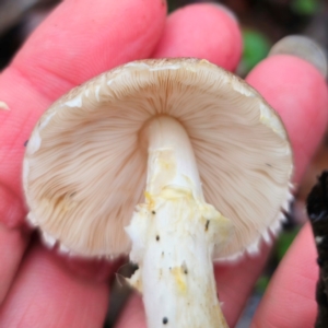 Agaricus sp. at QPRC LGA - 14 Jan 2024