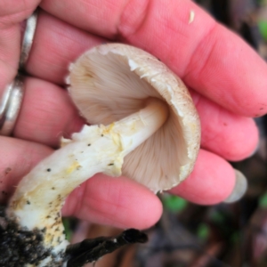 Agaricus sp. at QPRC LGA - 14 Jan 2024