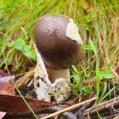 Amanita 'serrate gills' at QPRC LGA - 14 Jan 2024 by Csteele4