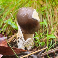 Amanita ‘serrate gills’ at QPRC LGA - 14 Jan 2024 by Csteele4