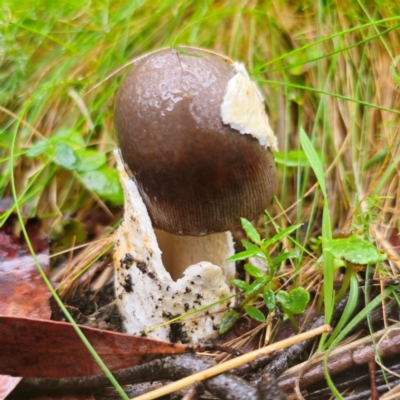 Amanita ‘serrate gills’ at Kindervale, NSW - 14 Jan 2024 by Csteele4