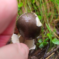 Amanita ‘serrate gills’ at QPRC LGA - 14 Jan 2024