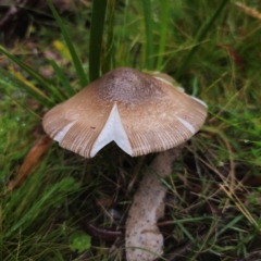 Amanita ‘serrate gills’ at QPRC LGA - 14 Jan 2024