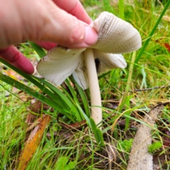 Amanita ‘serrate gills’ at QPRC LGA - 14 Jan 2024