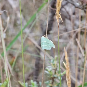 Euloxia meandraria at QPRC LGA - 14 Jan 2024