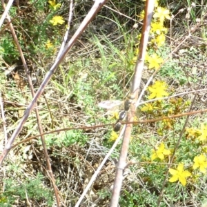 Tiphiidae (family) at Farrer Ridge NR  (FAR) - 11 Jan 2024