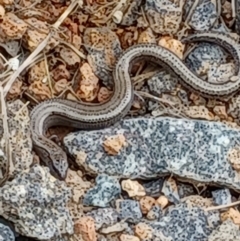 Hemiergis talbingoensis (Three-toed Skink) at Duffy, ACT - 7 Jan 2024 by Icing