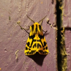 Ardices curvata (Crimson Tiger Moth) at QPRC LGA - 14 Jan 2024 by Csteele4