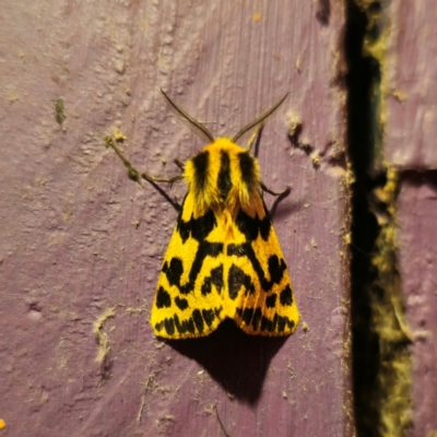 Ardices curvata (Crimson Tiger Moth) at QPRC LGA - 14 Jan 2024 by Csteele4