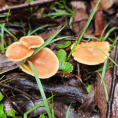 Rhodocollybia sp. at Tallaganda State Forest - 14 Jan 2024 by Csteele4