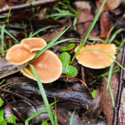 Rhodocollybia sp. at Kindervale, NSW - 14 Jan 2024 by Csteele4