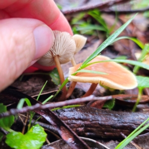 Rhodocollybia sp. at Tallaganda State Forest - 14 Jan 2024 05:56 PM