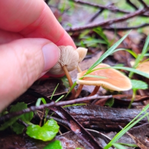 Rhodocollybia sp. at Tallaganda State Forest - 14 Jan 2024 05:56 PM