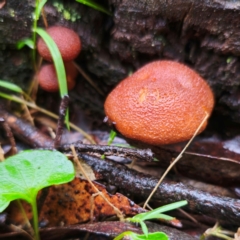 Unidentified Cap on a stem; gills below cap [mushrooms or mushroom-like] at Kindervale, NSW - 14 Jan 2024 by Csteele4