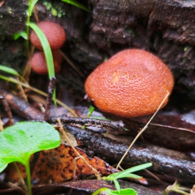 Unidentified Cap on a stem; gills below cap [mushrooms or mushroom-like] at Kindervale, NSW - 14 Jan 2024 by Csteele4