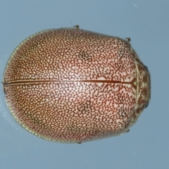 Paropsis atomaria (Eucalyptus leaf beetle) at Ainslie, ACT - 5 Dec 2023 by jb2602