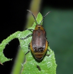 Poneridia (Genus) at suppressed - 11 Jan 2024 12:53 PM
