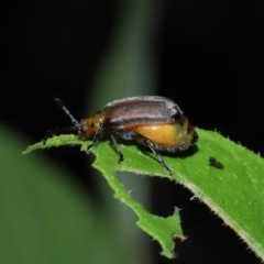 Poneridia (Genus) at suppressed - 11 Jan 2024 12:53 PM