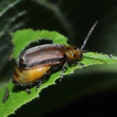 Poneridia (Genus) at suppressed - 11 Jan 2024 12:53 PM