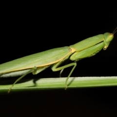 Orthodera gracilis at Wellington Point, QLD - 11 Jan 2024 by TimL