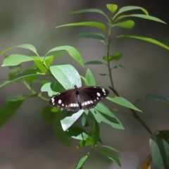 Euploea corinna at Capalaba, QLD - 11 Jan 2024 by TimL