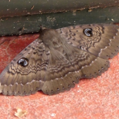 Dasypodia selenophora (Southern old lady moth) at Wingecarribee Local Government Area - 13 Jan 2024 by Curiosity