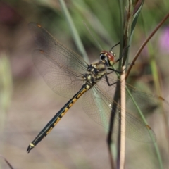 Hemicordulia tau (Tau Emerald) at Lyons, ACT - 24 Nov 2020 by ran452