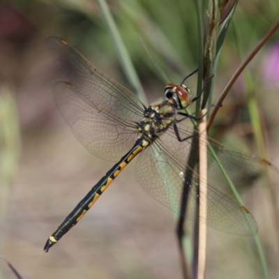 Hemicordulia tau (Tau Emerald) at Lyons, ACT - 24 Nov 2020 by ran452