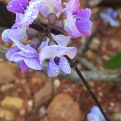 Glycine tabacina (Variable Glycine) at Lower Borough, NSW - 13 Jan 2024 by mcleana