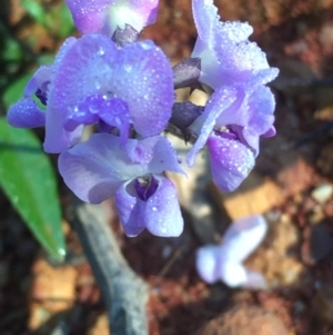 Glycine tabacina at Lower Borough, NSW - 13 Jan 2024