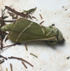 Aenetus ligniveren (Common Splendid Ghost Moth) at Lower Borough, NSW - 13 Jan 2024 by mcleana