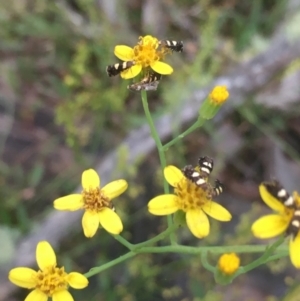 Senecio linearifolius at Lower Borough, NSW - 13 Jan 2024