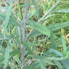 Senecio linearifolius at Lower Borough, NSW - 13 Jan 2024