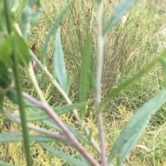 Senecio linearifolius at Lower Borough, NSW - 13 Jan 2024