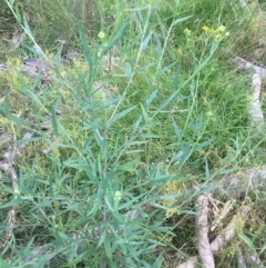 Senecio linearifolius at Lower Borough, NSW - 13 Jan 2024