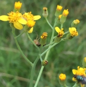 Senecio linearifolius at Lower Borough, NSW - 13 Jan 2024