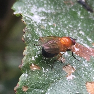 Rhagadolyra magnicornis at Lower Borough, NSW - 14 Jan 2024