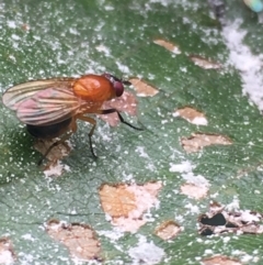 Rhagadolyra magnicornis at Lower Borough, NSW - 14 Jan 2024