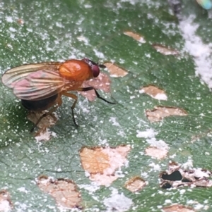 Rhagadolyra magnicornis at Lower Borough, NSW - 14 Jan 2024