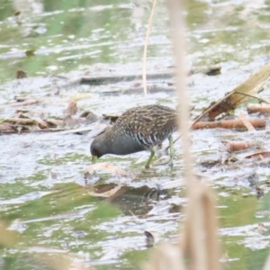 Porzana fluminea at Jerrabomberra Wetlands - 14 Jan 2024