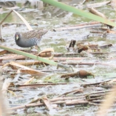 Porzana fluminea at Jerrabomberra Wetlands - 14 Jan 2024