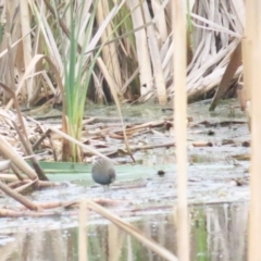 Porzana fluminea at Jerrabomberra Wetlands - 14 Jan 2024 05:24 PM