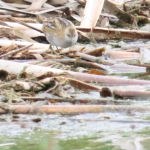 Zapornia pusilla at Jerrabomberra Wetlands - 14 Jan 2024