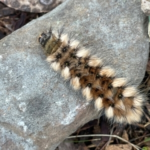 Anthela (genus) immature at Namadgi National Park - 14 Jan 2024