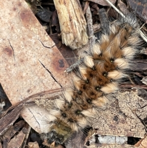 Anthela (genus) immature at Namadgi National Park - 14 Jan 2024