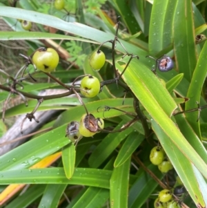 Dianella tasmanica at Namadgi National Park - 14 Jan 2024 12:19 PM