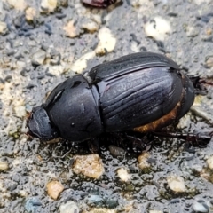 Heteronychus arator (African black beetle) at Banksia Street Wetland Corridor - 14 Jan 2024 by trevorpreston